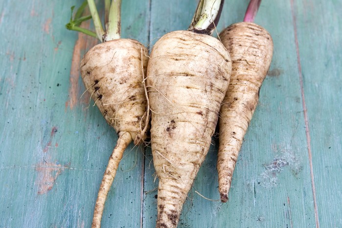 Parsnip 'Gladiator' Parsnip 'Gladiator'