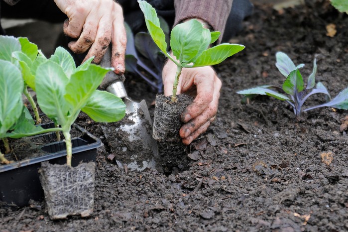How to grow cabbages - planting them out How to grow cabbages - planting them out