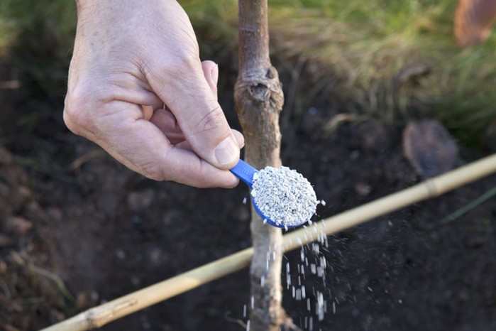 Adding granular fertiliser Adding granular fertiliser