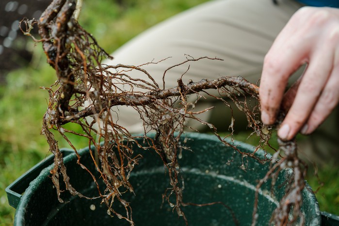 Wetting roots of a raspberry cane before planting Wetting the roots of a raspberry cane before planting