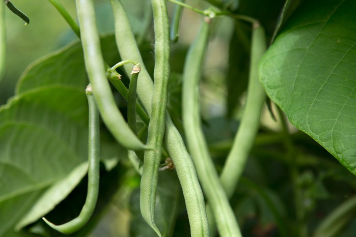 Dwarf French beans Dwarf French beans