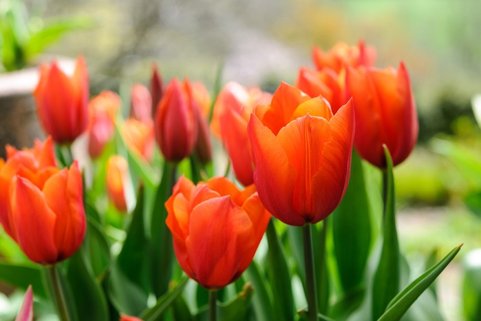 Tulipa 'Brown Sugar' Tulipa 'Brown Sugar'