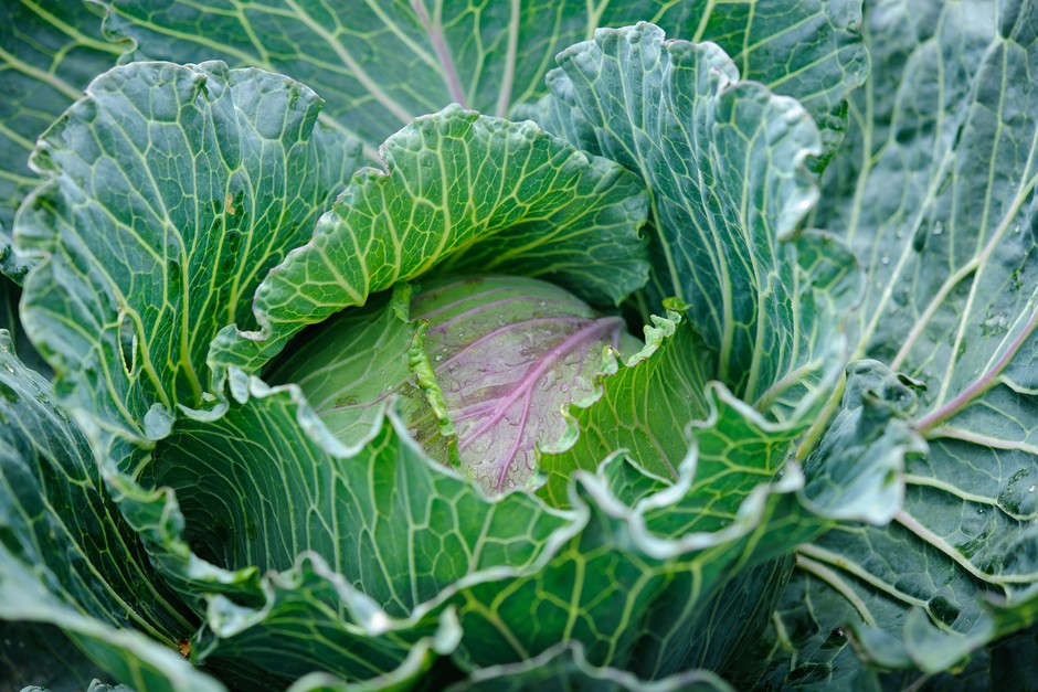 How to grow cabbages How to grow cabbages