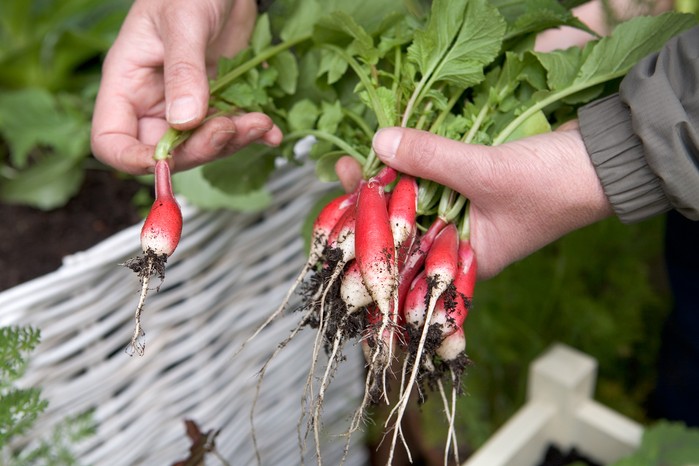 Harvesting radish Harvesting radish