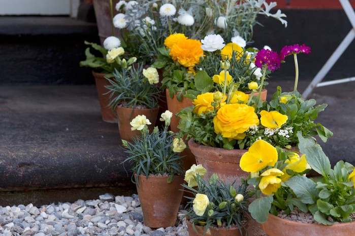 A colourful collection of container grown plants A colourful collection of container grown plants