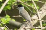 Blackcap perching on branch and singing. Getty Images.