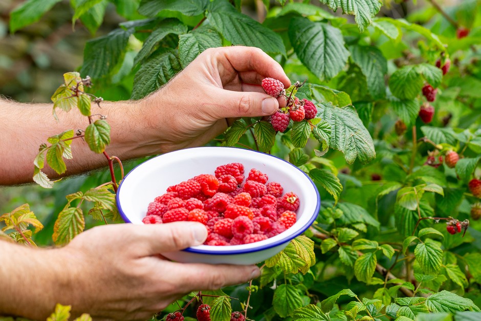 Harvesting fresh raspberries Harvesting fresh raspberries