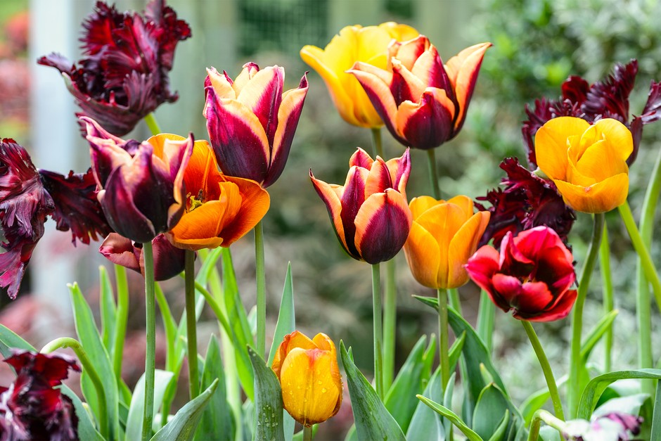 Tulips flowering in a variety of colours Tulips flowering in a variety of colours