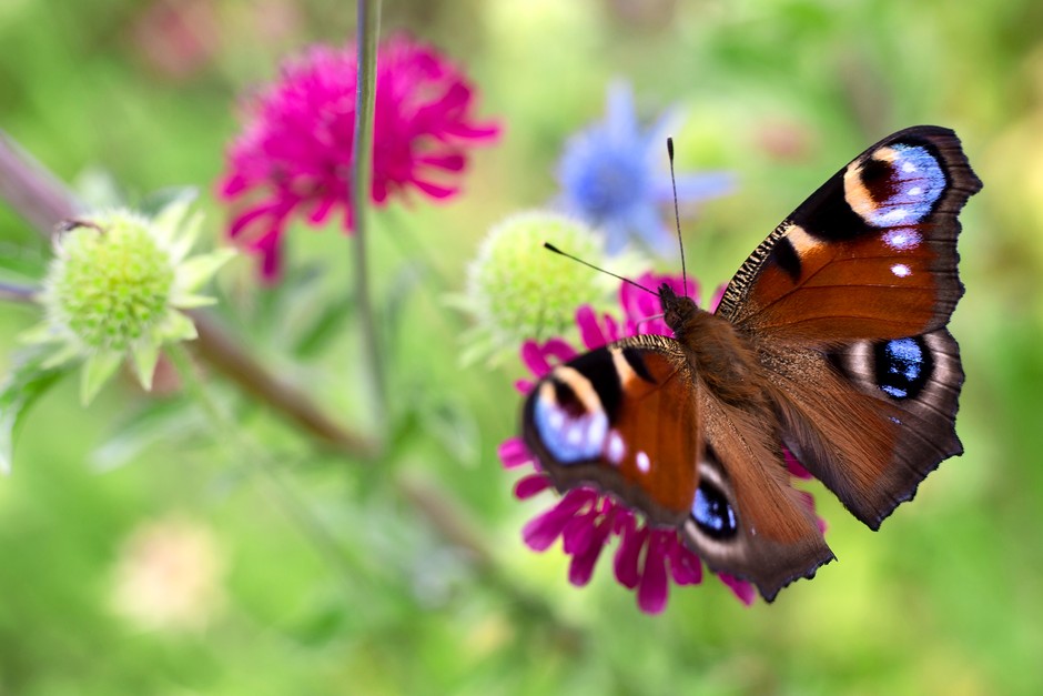 2048-1365-wildliferesolutions-pollinators