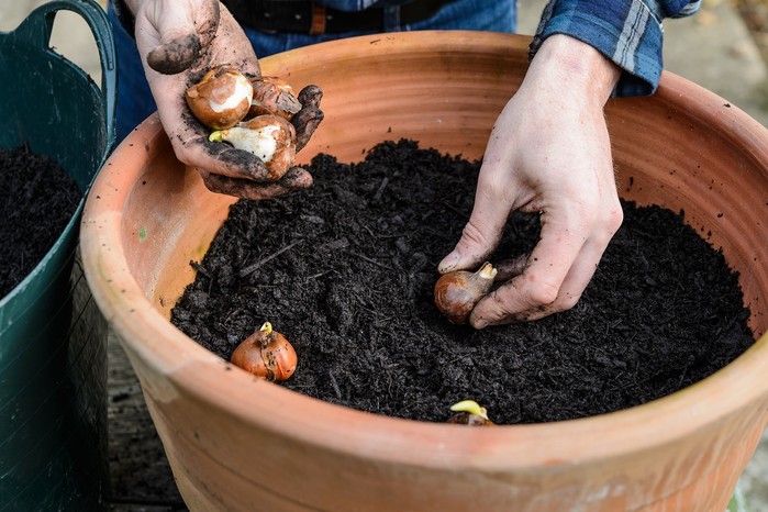 How to grow tulips - planting tulips in a pot How to grow tulips - planting tulips in a pot