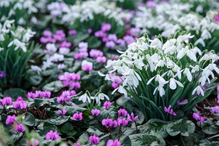 Best winter-flowering plants - cyclamen Best winter-flowering plants - cyclamen
