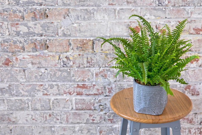 Boston Fern, Nephrolepis exaltata 'Green Lady' Boston Fern, Nephrolepis exaltata 'Green Lady'