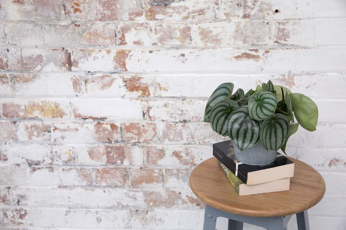2048x1365-Cat-friendly-houseplants-A-Z_Houseplants_SC_260919_Watermelon_perperomia_a1 Watermelon peperomia, Peperomia argyreia