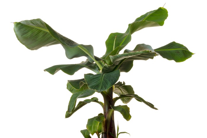 Young banana tree, Musa acuminata 'Dwarf Cavendish'. Getty Images. Young banana tree, Musa acuminata 'Dwarf Cavendish'. Getty Images.