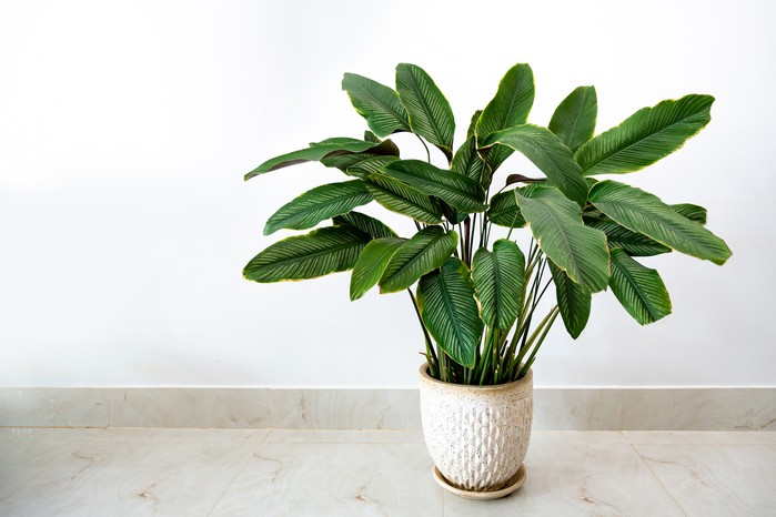 Calathea sanderiana. Getty Images. Calathea sanderiana. Getty Images.
