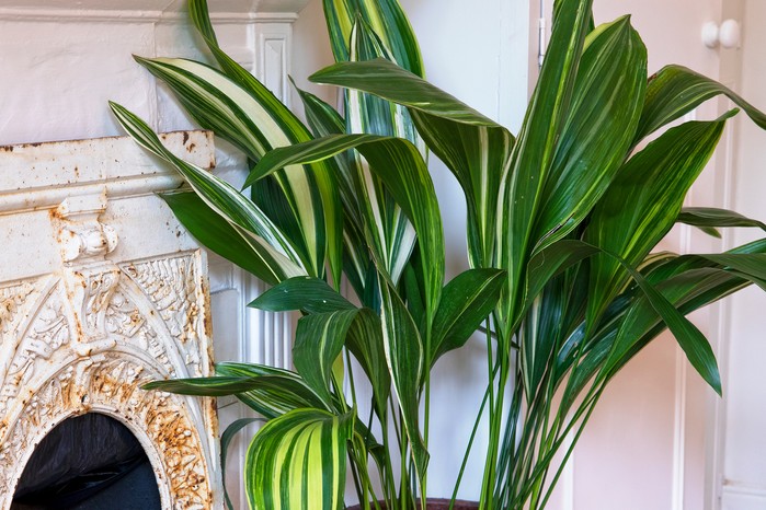 Aspidistra elatior 'Variegata' Aspidistra elatior 'Variegata'