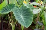 How to grow colocasia – colocasia in a greenhouse