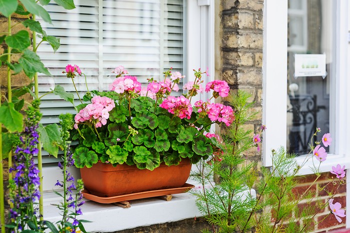 Pelargoniums in windowbox. Jason Ingram Pelargoniums in windowbox. Jason Ingram