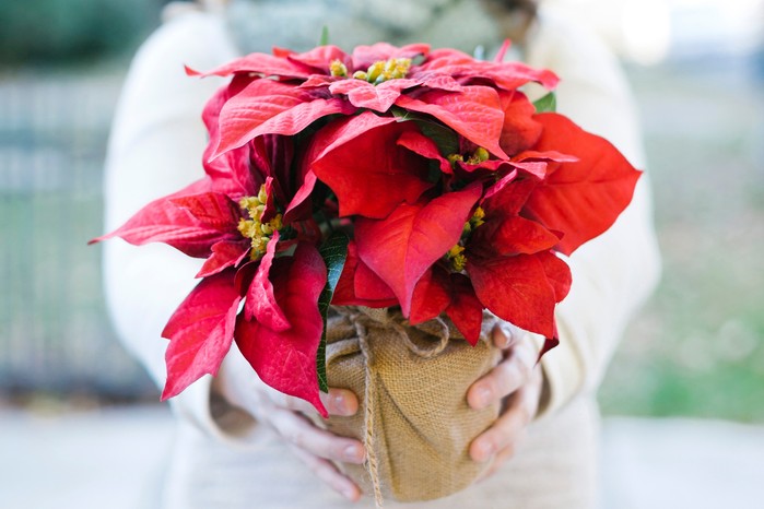 Gift-wrapped poinsettia. Getty Images Gift-wrapped poinsettia. Getty Images