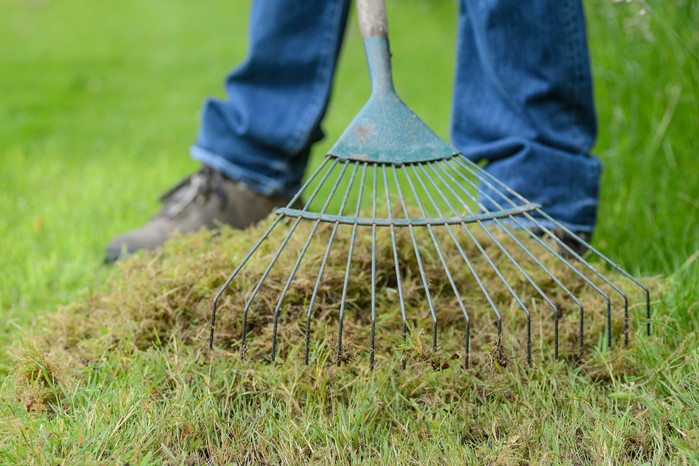 Give your lawn a spring boost - raking moss from the lawn Give your lawn a spring boost - raking moss from the lawn