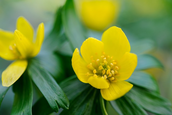 Best winter-flowering plants - winter aconites Best winter-flowering plants - winter aconites