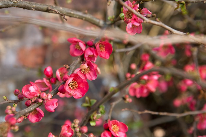 Best winter-flowering plants - quince Best winter-flowering plants - quince