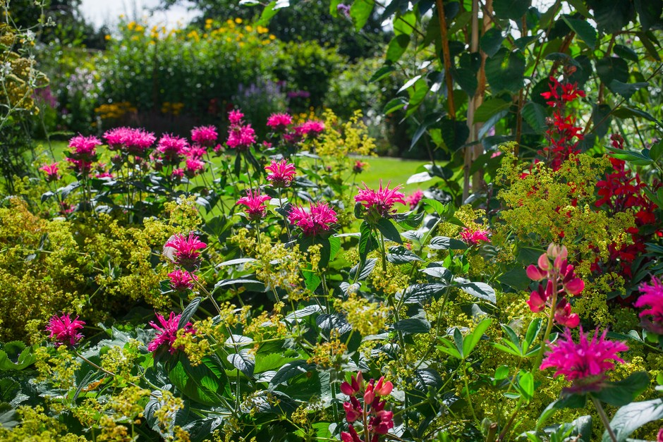 2048x1365-How-to-plan-for-colour-throughout-the-year-08-08-16-Richard-Prior012 Colourful border with monarda, alchemilla, echinacea and Lobelia cardinalis
