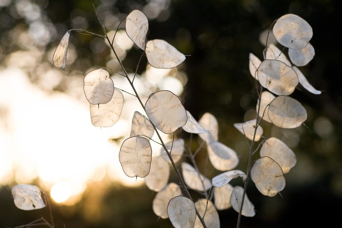Inside Gardeners' World - Berryfields (31st October 2008) Honesty seed pods
