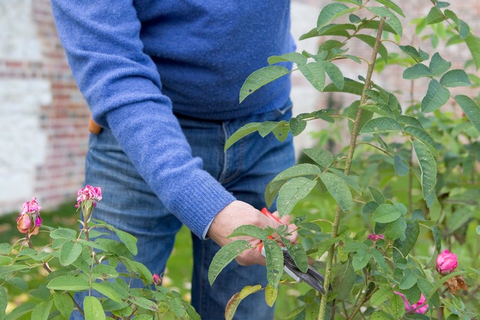2048x1365-How-to-take-rose-cuttings-LI1653437 Selecting rose cutting material from the current year's growth