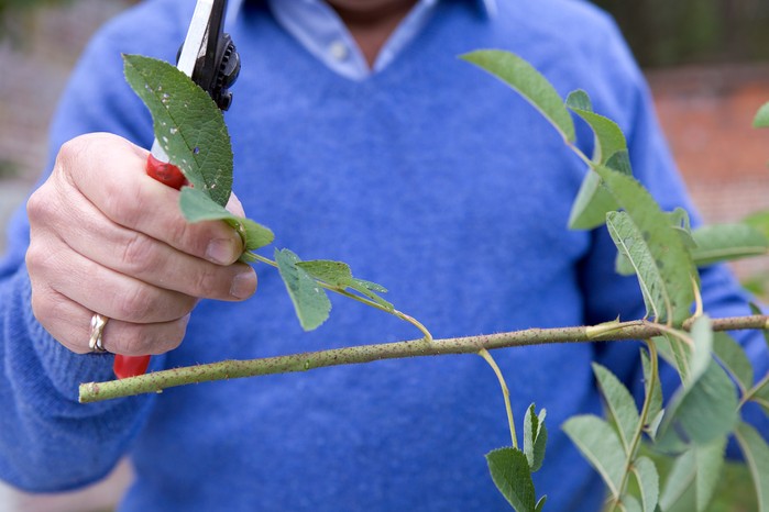 2048x1365-How-to-take-rose-cuttings-LI1653481 Removing the leaves from the stems