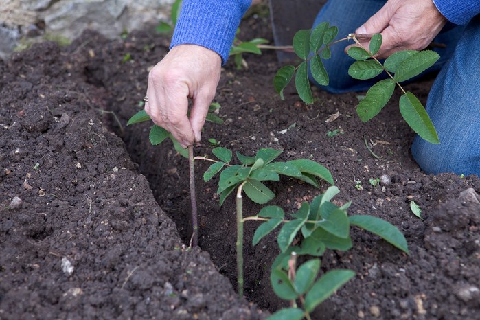 2048x1365-How-to-take-rose-cuttings-LI1653491 Inserting the cuttings into a trench filled with grit