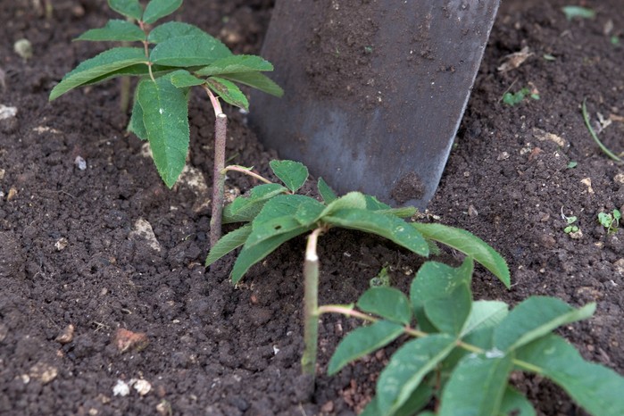 2048x1365-How-to-take-rose-cuttings-LI1653492 Filling in the trench