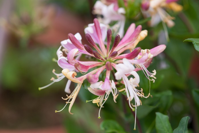 Lonicera periclymenum Strawberries and Cream Tynings Climbers stand plant portrait 010719 01072019 01/07/19 01/07/2019 1 1st July 2019 Summer RHS Hampton Court Flower Show 2019 Floral Marquee photographer Torie Chugg