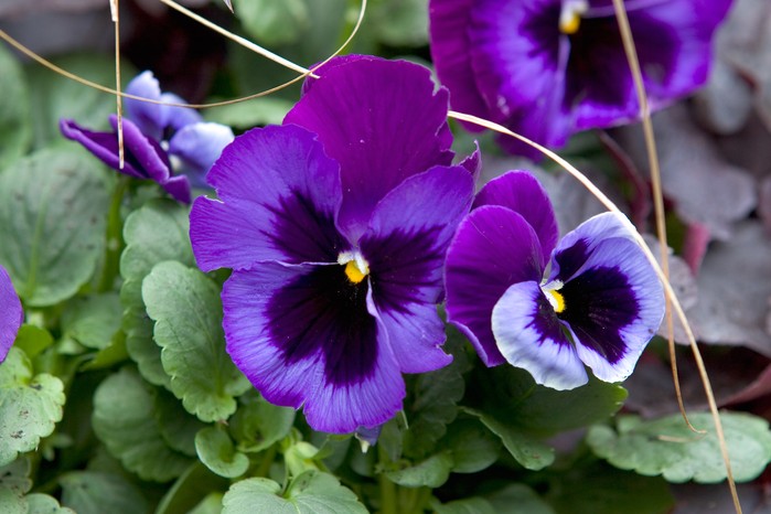 Best winter-flowering plants: pansies Best winter-flowering plants: pansies
