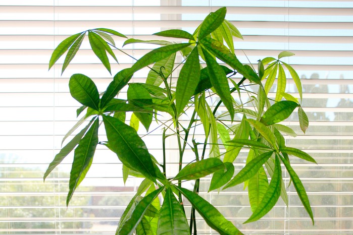 Pachira aquatica, Money tree. Getty Images. Pachira aquatica, Money tree. Getty Images.