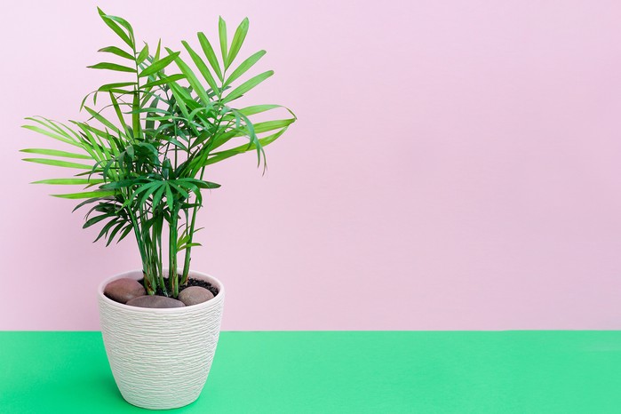 Parlour Palm. Getty Images. Parlour Palm. Getty Images.
