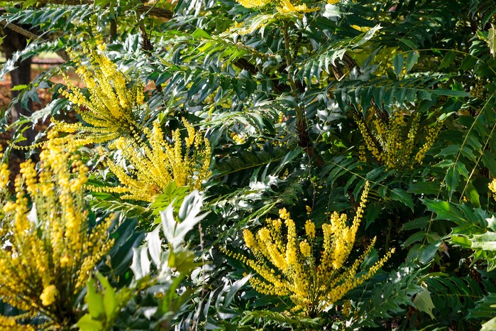 Best winter-flowering plants - Mahonia 'Winter Sun' Best winter-flowering plants - Mahonia 'Winter Sun'