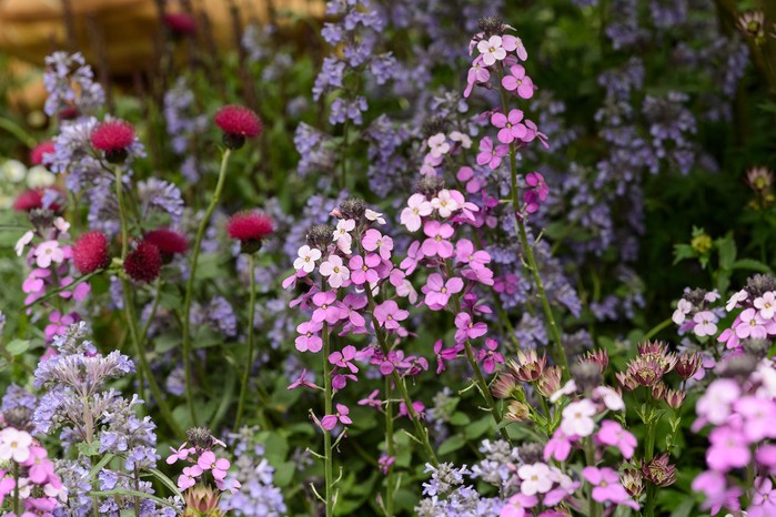 Chelsea Flower Show (23rd May 2016) Erysimum 'Bowles's Mauve'
