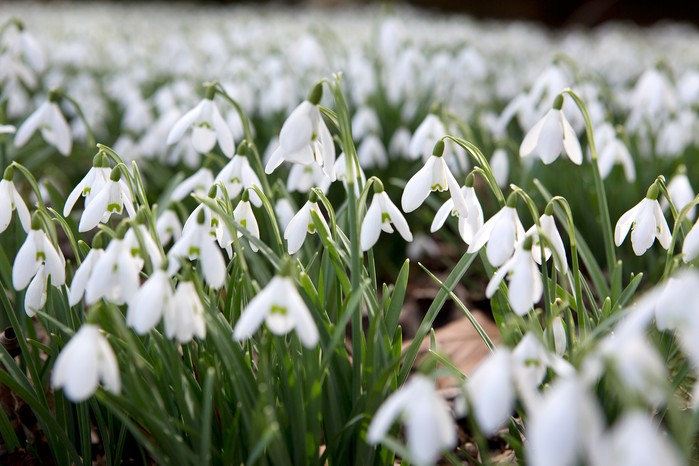 Best winter-flowering plants - snowdrops Best winter-flowering plants - snowdrops