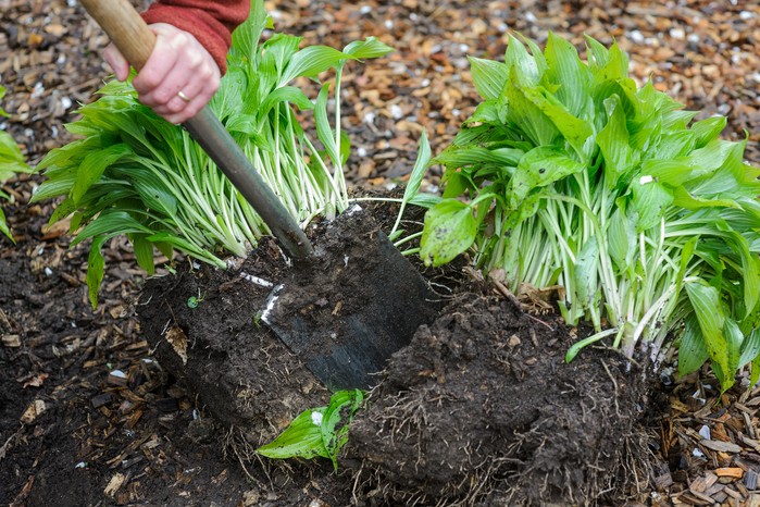 Dividing a hosta clump Dividing a hosta clump