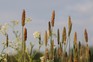 Timothy grass. Getty Images