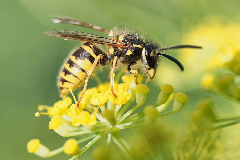 Social wasp (Vespula spp) on fennel flower Social wasp (Vespula spp) on fennel flower