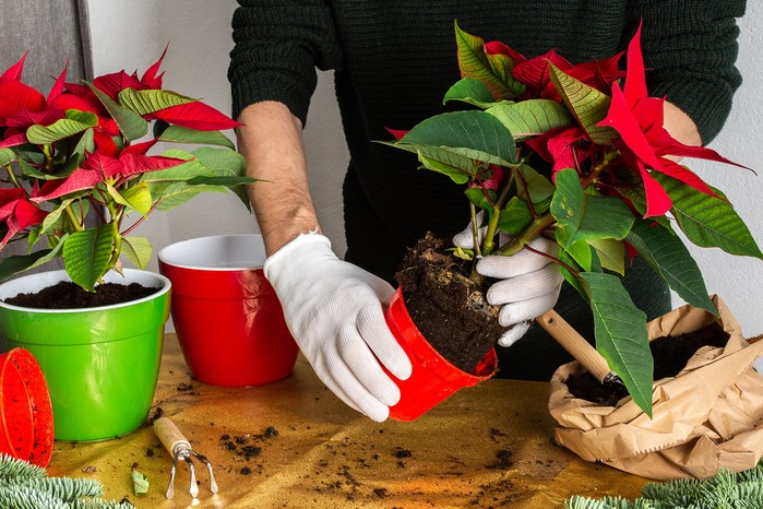 Repotting a poinsettia. Getty Images Repotting a poinsettia. Getty Images