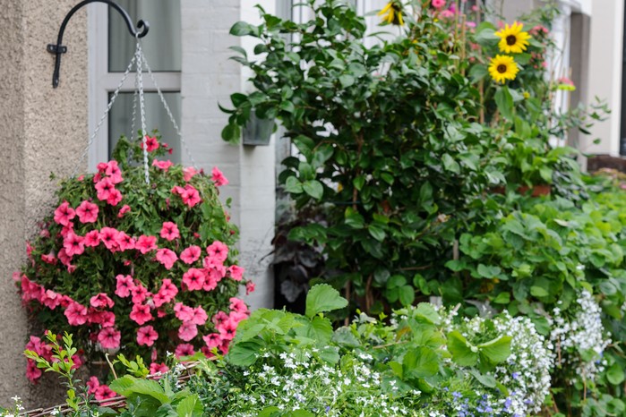 Front garden full of container grown bedding plants Front garden full of container grown bedding plants