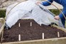 Using horticultural fleece