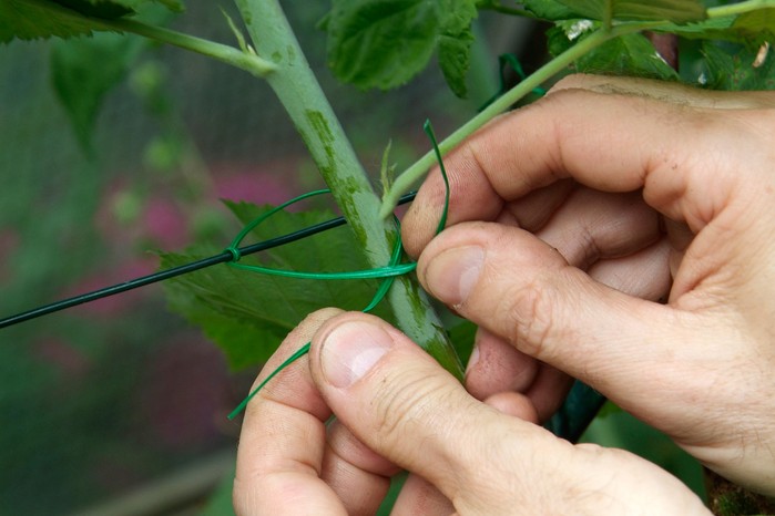 tying-in-blackberry-stems-to-a-wire-3 tying-in-blackberry-stems-to-a-wire-3