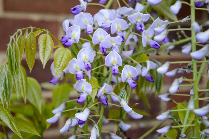 Wisteria floribunda 'Multijuga' Wisteria floribunda 'Multijuga'