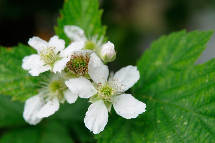 blackberry-flowers-3 blackberry-flowers-3