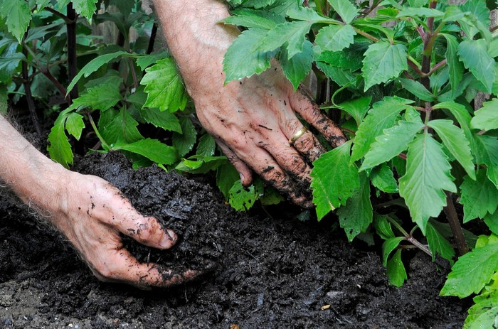 Mulches and mulching - applying compost mulch around dahlias Mulches and mulching - applying compost mulch around dahlias