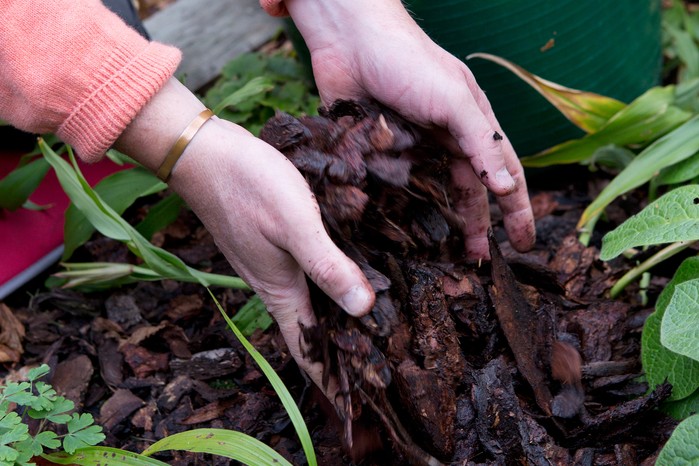 Mulching a euphorbia Mulching a euphorbia
